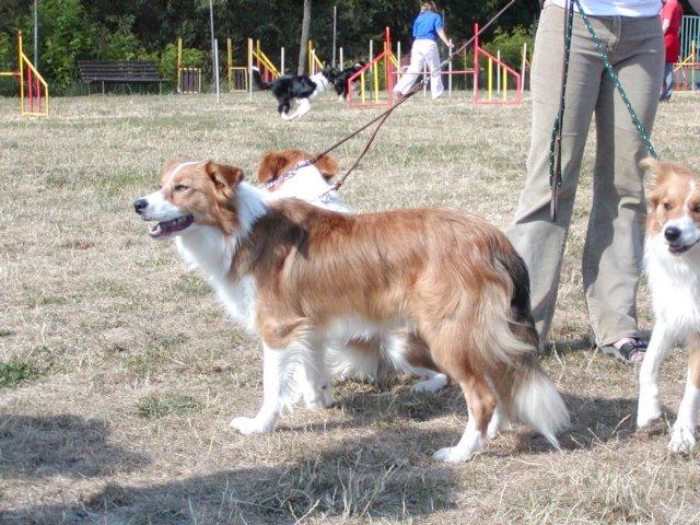 photo115.jpg - Klubová výstava 4.8.2007 - Cherokee Rubínové srdce