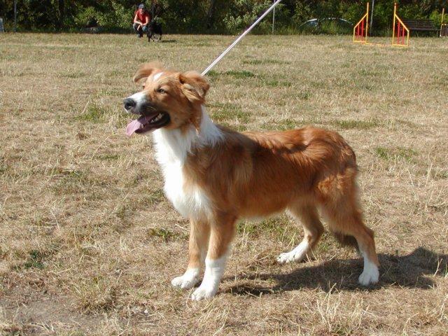 photo121.jpg - Klubová výstava 4.8.2007 - Irihan Rubínové srdce - Best Puppy KV 2007
