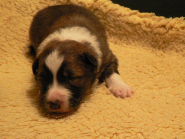 photo58.jpg - vrh "I" - narozená 4.2.2007 (Crazy Brown Gasko prim x Hane Rubínové srdce). Pes - barva sable