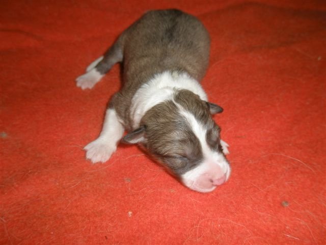 photo175.jpg - vrh K - narozená 11.2.2008 (Arien Aglar Wonderfull dream x Charollais Rubínové srdce). Fenka
