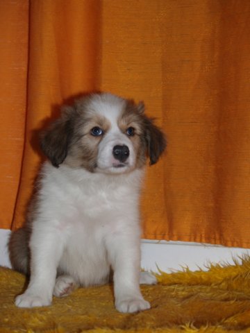 photo200.jpg - vrh K - 6 týdnů. Narozen 11.2.2008 (Arien Aglar Wonderfull dream x Charollais Rubínové srdce)