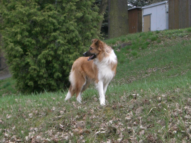Nessi_duben_2010_021.jpg - Nessi Rubínové srdce - 9 měsíců
